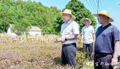 夏明海调研督导防旱抗旱工作