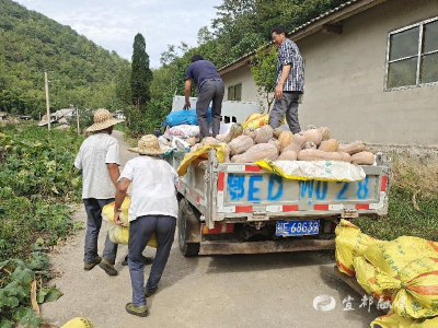 “沉睡”地里结出“金”南瓜