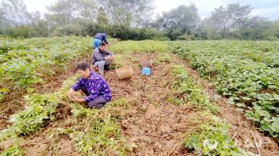 “红胖子”变身“金豆子”！观音桥村花生迎来大丰收