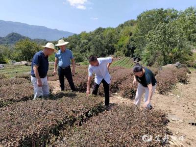 入一线 进田间 市农业农村局123名干部职工筑起抗旱“屏障”保丰收