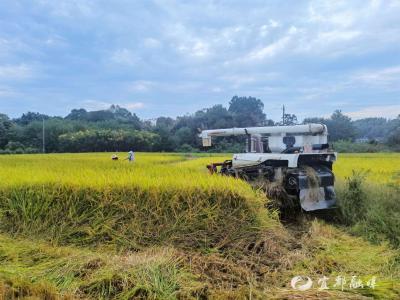 ​庙河村：“飞地水稻”喜获丰收