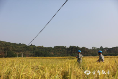 【湖北日报】电力护航粮油加工企业 助力秋粮丰收