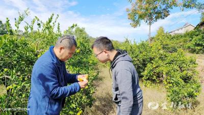 实蝇防治正当时 柑橘园里传技忙 