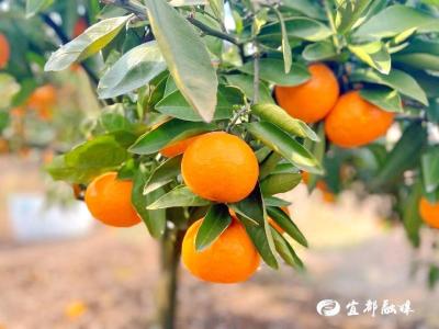渔洋溪村：“橘”手之劳 让柑橘销售不再难