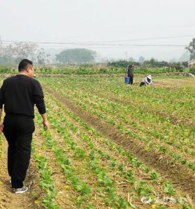 油菜抗旱指导到田间