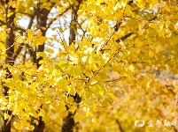 宜都秋景美如画