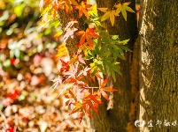 宜都秋景美如画