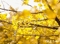 宜都秋景美如画