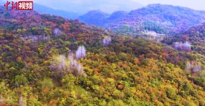 【中新网】航拍湖北宜都迷人秋景：如打翻的调色板