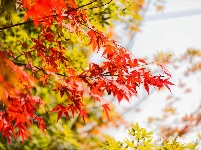 宜都秋景美如画