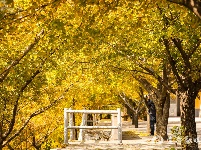 宜都秋景美如画