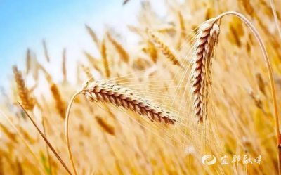 【农业科技报】全国秋冬种基本结束 各地提升冬小麦冬油菜田管质量