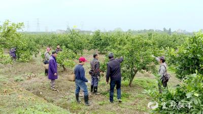 陈家岗村柑橘冬管如火如荼