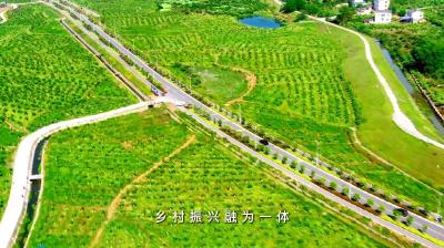谜橘之洲 一“路”向未来