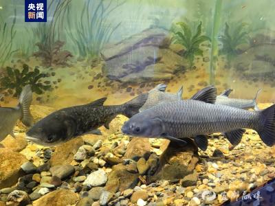 【央视新闻】三峡五年累计收集驯养珍稀特有鱼类110多种 生态效益成效显著