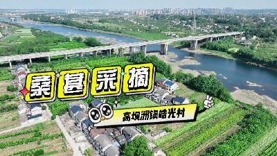 探探宜都｜在桑葚成熟的季节，奔赴酸酸甜甜的春天