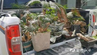 【湖北日报】宜都警方追回64株植物界“活化石”