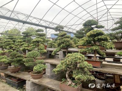 参观“他山” 之花木盆景  悟本地“酱草柑茶”发展之道