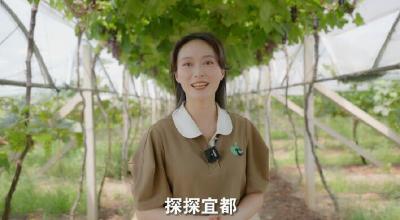 探探宜都｜枝城镇九道河村百香园葡萄成熟了