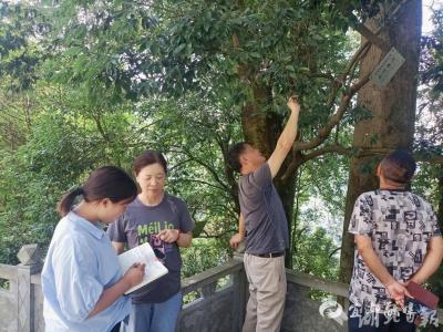 【湖北日报】宜都市开展古树名木保护专项行动