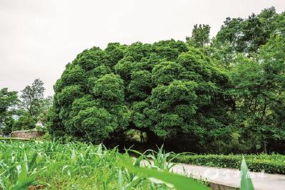 【三峡晚报】宜都打造全国首个“古树名市”