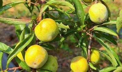 宜都迟熟脆蜜李8月26日开园上市