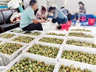 【三峡商报】宜都反季节李子首次受益上市