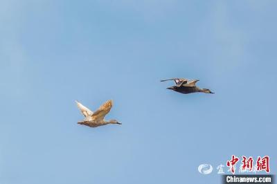 【中国新闻网】长江湖北宜昌中华鲟自然保护区现罕见白化斑嘴鸭