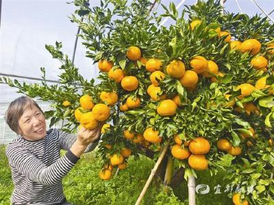 【三峡日报】柑橘新品“宜都晶红”迎来首秀