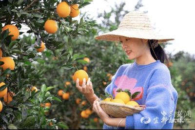 【荆楚网】直播带货助力柑橘销售 宜都“橙子妈妈”走红