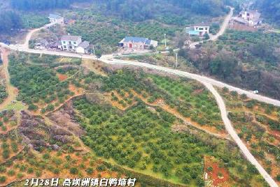 春耕春管正当时！农技专家“传经送宝”助力柑橘果树春管