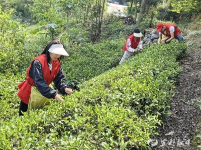  绿竹溪村：“志愿红”助力“春茶绿”