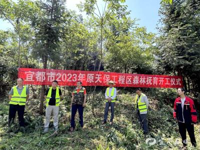 宜都市实施森林抚育项目 扎实筑牢绿色生态屏障