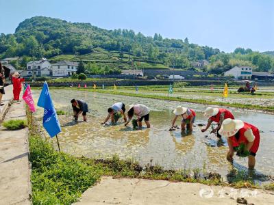 “巾帼红”播撒“田间绿”