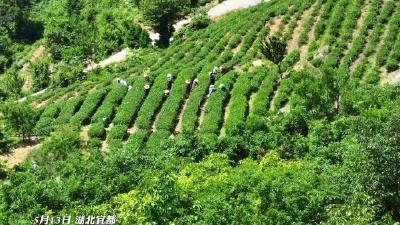 尝鲜正当时！宜都乌龙茶开园上市