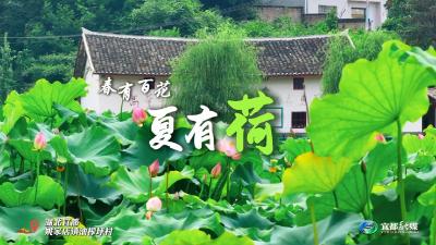 春有百花夏有荷