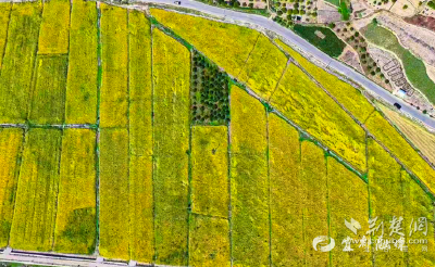 【荆楚网】宜都长岭岗上好“丰”景