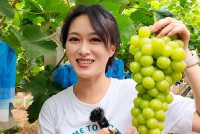九道河村阳光玫瑰葡萄脆甜爆汁！