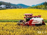 王家畈镇古水坪村：百亩冷水米喜获丰收