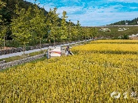 王家畈镇古水坪村：百亩冷水米喜获丰收