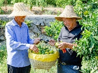 宜都这个村，满目幸福景！