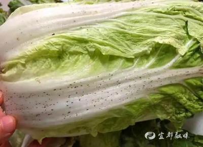 大白菜上的黑点是什么？还能吃吗？