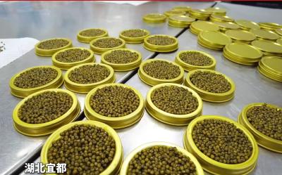 开门势如虹！记者带你直击现场|中国清江(宜都)鲟鱼谷全力赶制2025年首笔鱼子酱出口订单，预计鱼子酱年产量超150吨