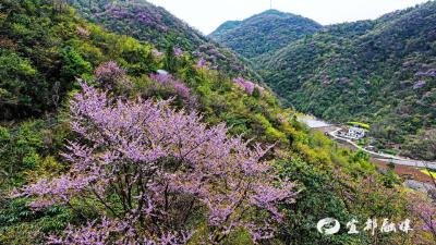 【人民日报】湖北宜都：飘落“桃花雪”，半山飞雪半山春