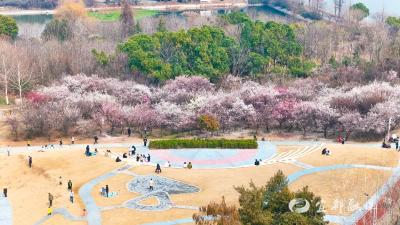 从一锹土到万亩林！“武汉森林大学”这样种出来