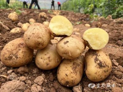 五一假期，来一起“趣”挖土豆吧！