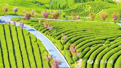 【三峡日报】茶叶公园美如画