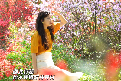 双井四月天 携君赏杜鹃