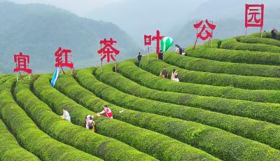 宜都市农产品区域公共品牌“宜滋都秀”发布会暨踏春赏茶乡村旅游推介活动举行
