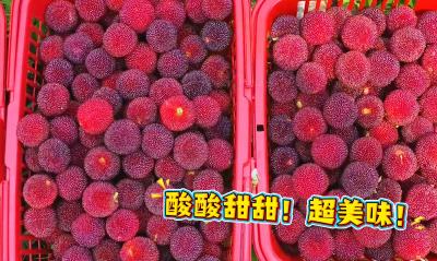 嗯，是夏天的味道！枝城洋津畈村的杨梅成熟啦